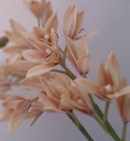 アパート Monti *